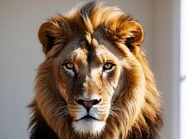 A lion is looking at the camera photo