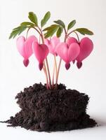 Pink bleeding heart plant in soil with leaves photo
