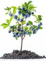 A small blueberry tree is growing in the dirt photo