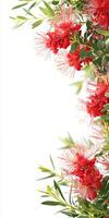 Red flowers on a branch with leaves photo