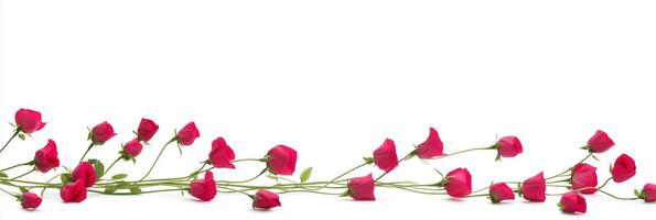 A bunch of red roses are arranged on a white background photo