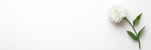 White flower on white background with copy space photo