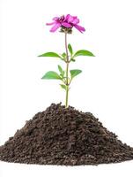 A single pink flower growing out of a mound of dirt photo