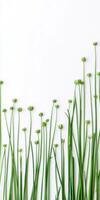 Green onions are arranged in a row on a white background photo