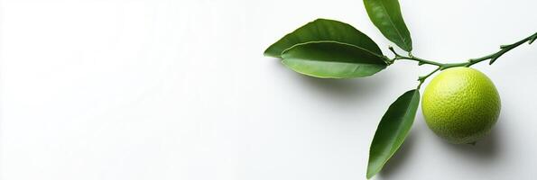 A lime is on a white surface with leaves photo