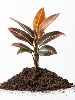 A plant with red and green leaves is sitting in the dirt photo