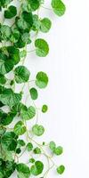 Green plants on white background photo