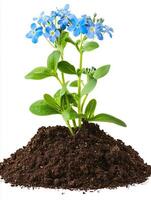 Forget me not flower in soil isolated on white background photo