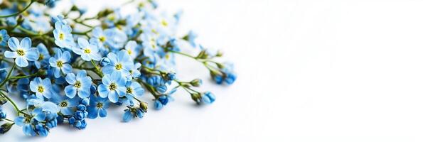 A bunch of blue flowers on a white background photo