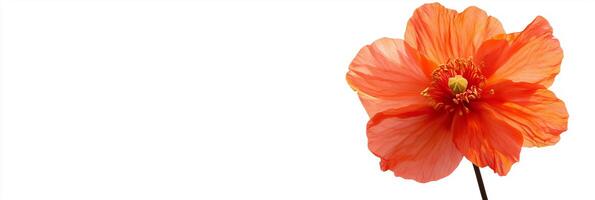 A single orange poppy flower on a white background photo
