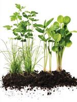 Three different types of plants growing in the soil photo