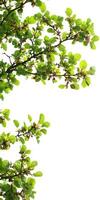 A tree with leaves and fruit on it photo