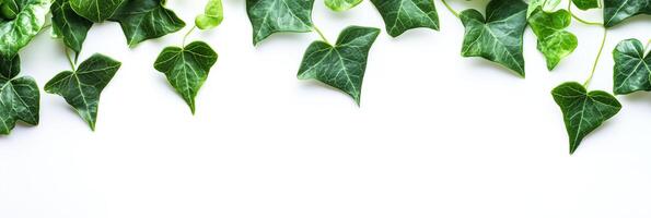 Green ivy leaves on white background photo