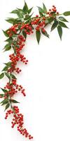 A branch of red berries on a white background photo