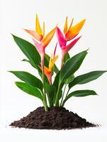 Bird of paradise flower in soil on white background photo