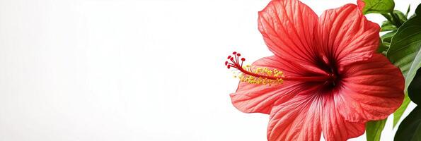 A red flower is shown in front of a white background photo