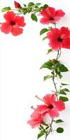 Pink flowers are arranged in a frame on a white background photo
