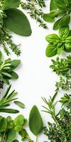 Fresh herbs arranged in a circle on a white background photo