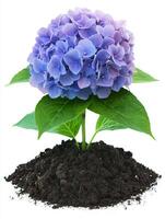 Hydrangea flower in soil isolated on white background photo