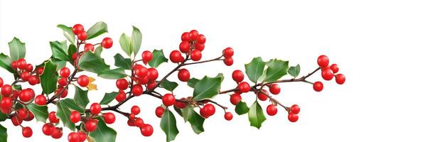 Holly tree with red berries on a white background photo
