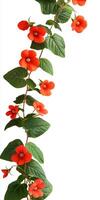 A vine with red flowers on it photo