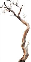 A tree with no branches is shown photo