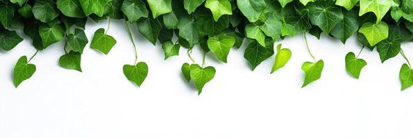 Green leaves hanging from a white wall photo
