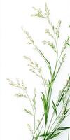 A close up of some grass on a white background photo