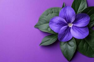Top view photorealistic Vinca, flower set on a vibrant background photo