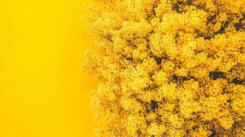 Top view Yellow Poplar on a vibrant background, plant setting photo