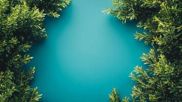 Top view Yew Bush on a vibrant background, plant setting photo