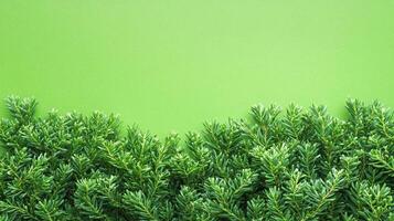 Top view photorealistic Yew Bush, plant set on a vibrant background photo