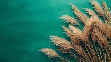 Top view Zebra Grass on a vibrant background, plant setting photo