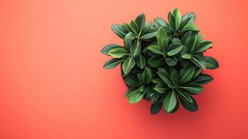 Top view photorealistic ZZ Plant, plant set on a vibrant background photo