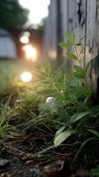 A close up of a plant growing in the grass photo