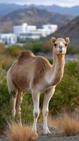 A camel standing in the middle of a field photo