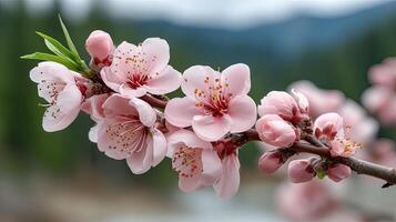 A close up of a peach tree with flowers photo