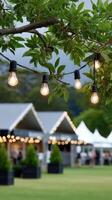 String lights on a tree in front of a tent photo