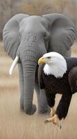 A bald eagle and an elephant in a field photo