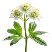 Bishop's Flower with Soft Leaf Photo