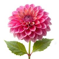 Pink Dahlia with Leaf Sharp Photo