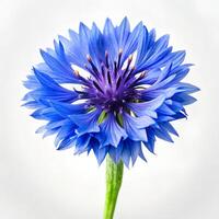 Cornflower Bloom Bright on White Photo