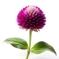 Globe Amaranth Bloom with Leaf Photo