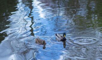 Ducks swimming in a calm pond surrounded by trees in springtime photo