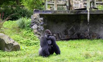 Gorilla seated in a grassy area surrounded by rocks and greenery photo