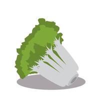 Illustration design of Japanese cabbage, Chinese cabbage, green vegetables. Simple illustration design vector