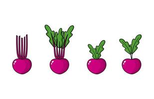 Beets root vegetables. Farm beet root plants. Beta vulgaris L. vector