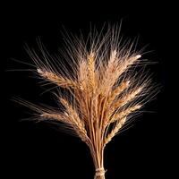 Barley Rice Isolated On a black Background photo