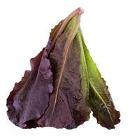 Red Leaf Lettuce isolated on a transparent background photo