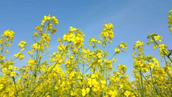 Close-up view of blooming yellow rapeseed flowers swaying gently in the wind under clear blue sky. Peaceful countryside landscape in full spring bloom. video